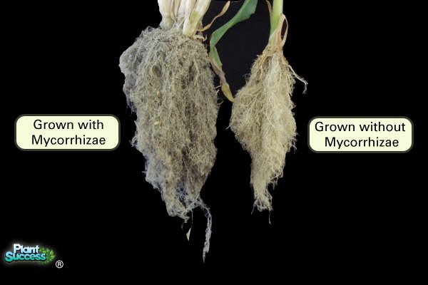 roots with mycorrhizae