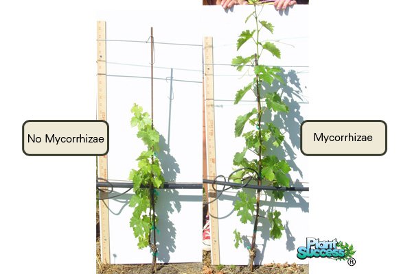 Growing with Mycorrhizae & Inoculants