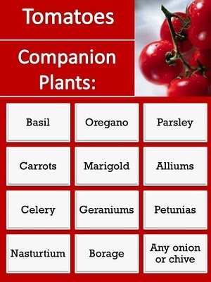 Companion Plants for Tomatoes